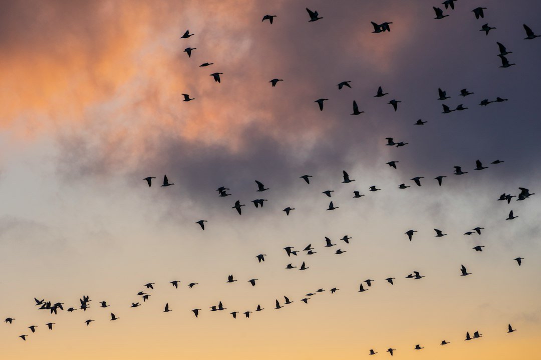 Birds flying fast in daylight for Chuck and Bomb angry birds pick up lines