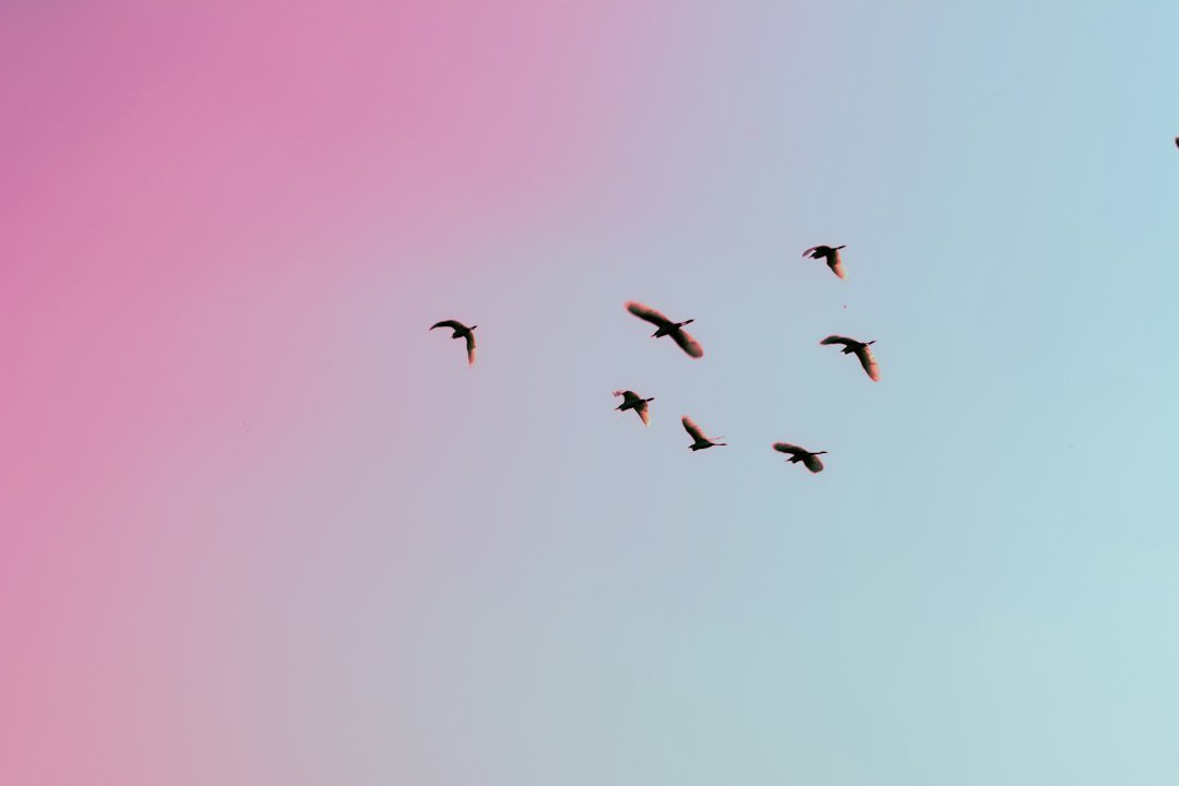 Birds flying up in the sky for cheesy angry birds pick up lines
