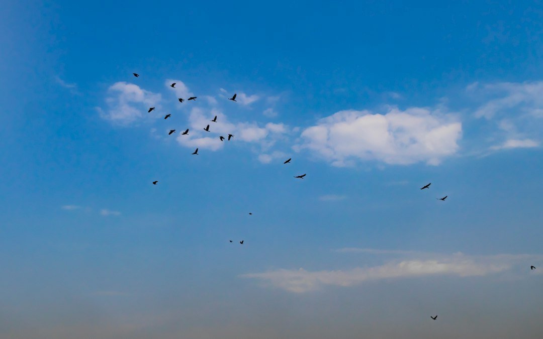 Flock of birds flying together showing why angry birds pick up lines work