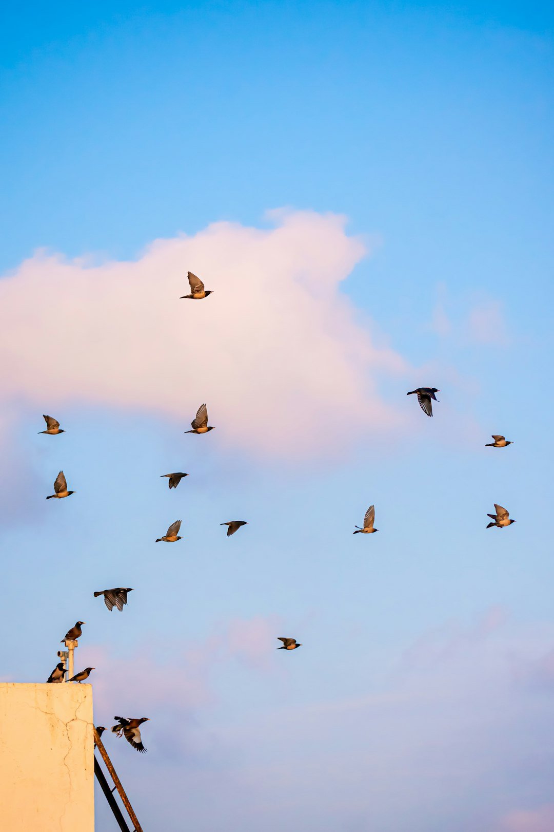 Flock of birds in a blue sky for green pig and Piggy Island angry birds pick up lines