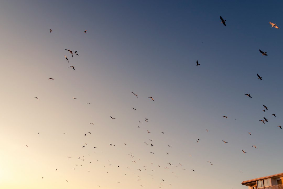 Flock of birds in the sky for Red angry birds pick up lines
