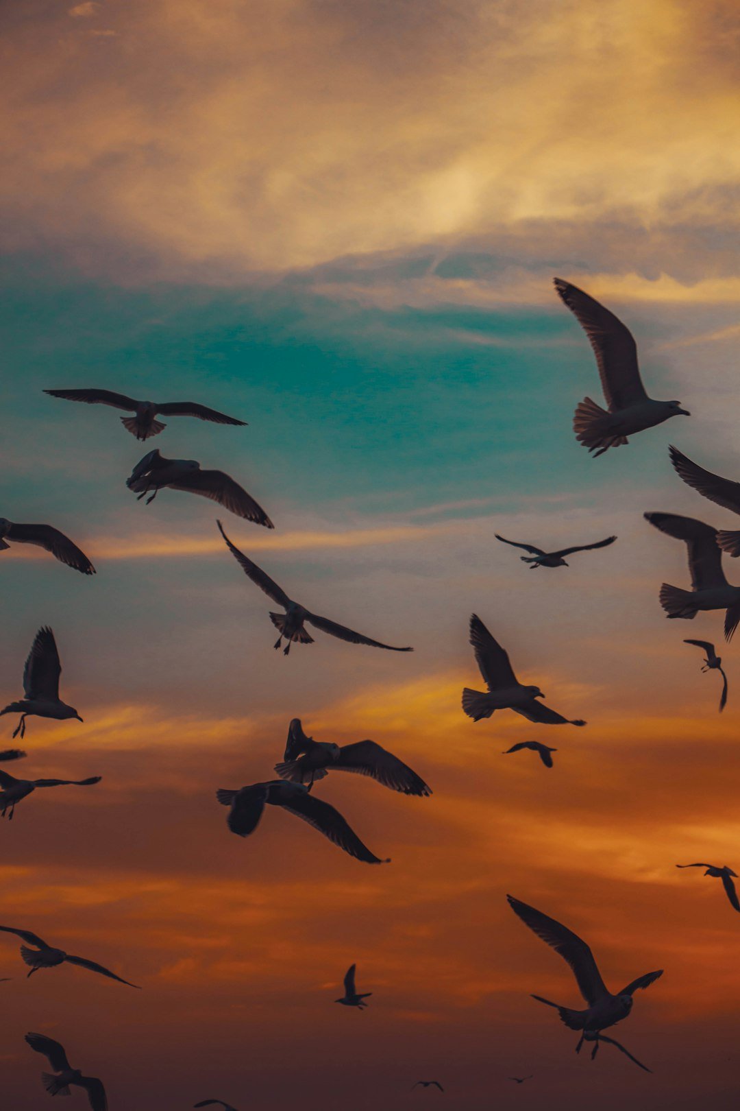 Flock of birds under a blue sky for Matilda Stella and Terence angry birds pick up lines